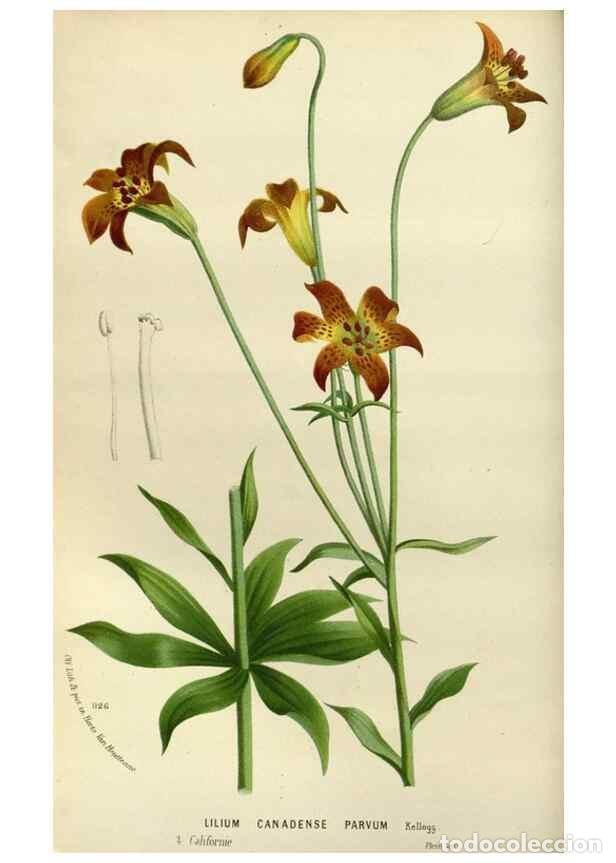 Collection Magazines and Newspapers: Reproducci&oacute;n/Reproduction 49588510402: Flore des serres et des jardins de l'Europe. A Gand :chez Lou