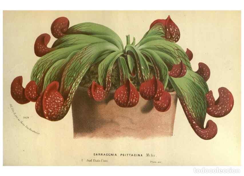 Collection Magazines and Newspapers: Reproducci&oacute;n/Reproduction 49588119866: Flore des serres et des jardins de l'Europe. A Gand :chez Lou