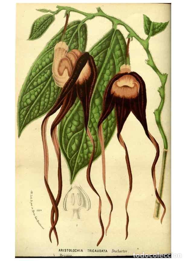 Collection Magazines and Newspapers: Reproducci&oacute;n/Reproduction 49588129616: Flore des serres et des jardins de l'Europe. A Gand :chez Lou