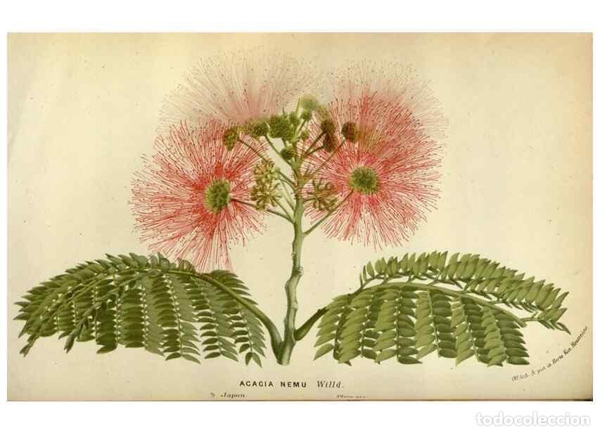 Collection Magazines and Newspapers: Reproducci&oacute;n/Reproduction 49588511907: Flore des serres et des jardins de l'Europe. A Gand :chez Lou