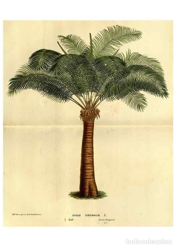 Collection Magazines and Newspapers: Reproducci&oacute;n/Reproduction 49587637518: Flore des serres et des jardins de l'Europe. A Gand :chez Lou