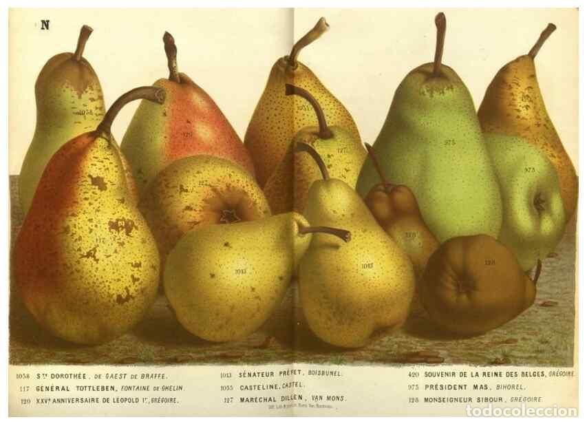 Collection Magazines and Newspapers: Reproducci&oacute;n/Reproduction 49588360407: Flore des serres et des jardins de l'Europe. A Gand :chez Lou