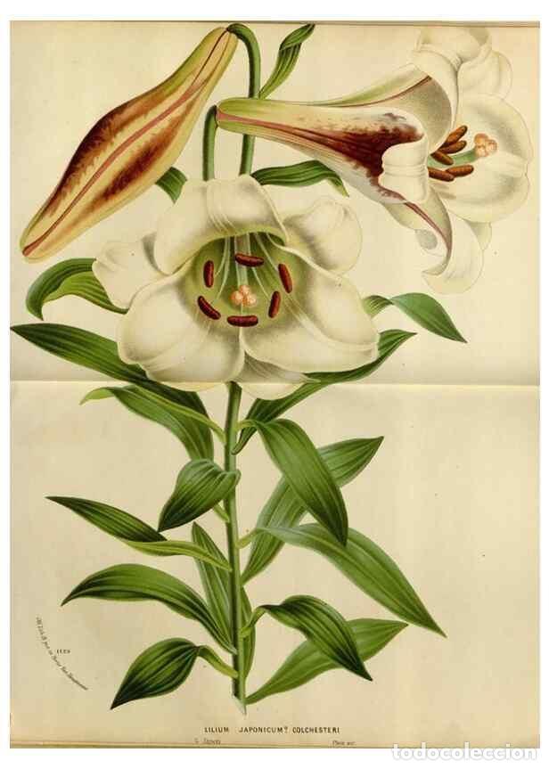 Collection Magazines and Newspapers: Reproducci&oacute;n/Reproduction 49587773393: Flore des serres et des jardins de l'Europe. A Gand :chez Lou