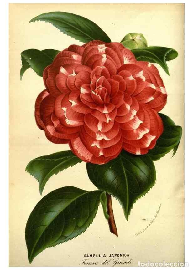 Collection Magazines and Newspapers: Reproducci&oacute;n/Reproduction 49587638978: Flore des serres et des jardins de l'Europe. A Gand :chez Lou