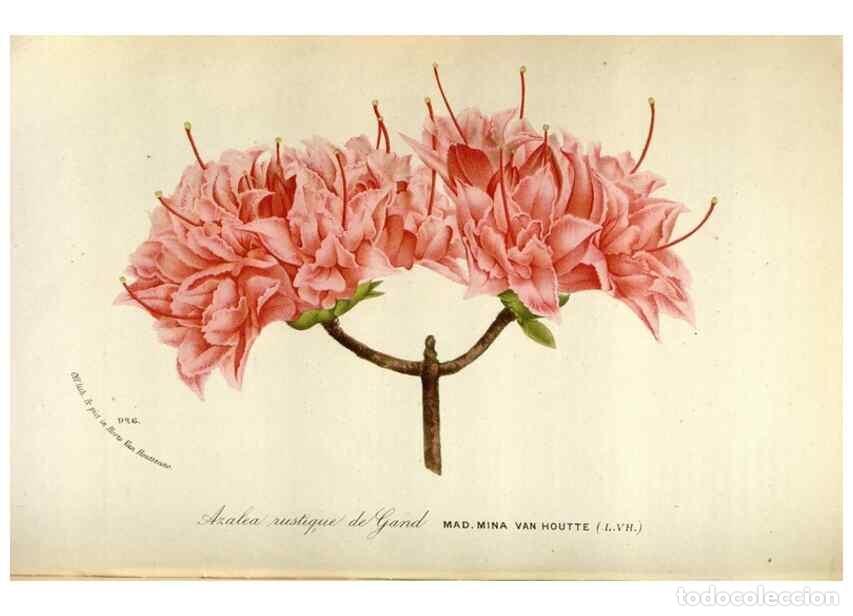 Collection Magazines and Newspapers: Reproducci&oacute;n/Reproduction 49588301672: Flore des serres et des jardins de l'Europe. A Gand :chez Lou