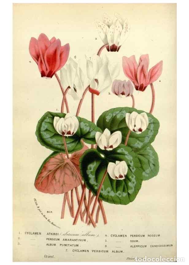 Collezionismo di Riviste e Giornali: Reproducci&oacute;n/Reproduction 49588620012: Flore des serres et des jardins de l'Europe. A Gand :chez Lou