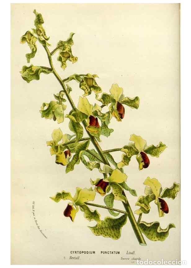 Collezionismo di Riviste e Giornali: Reproducci&oacute;n/Reproduction 49587884808: Flore des serres et des jardins de l'Europe. A Gand :chez Lou