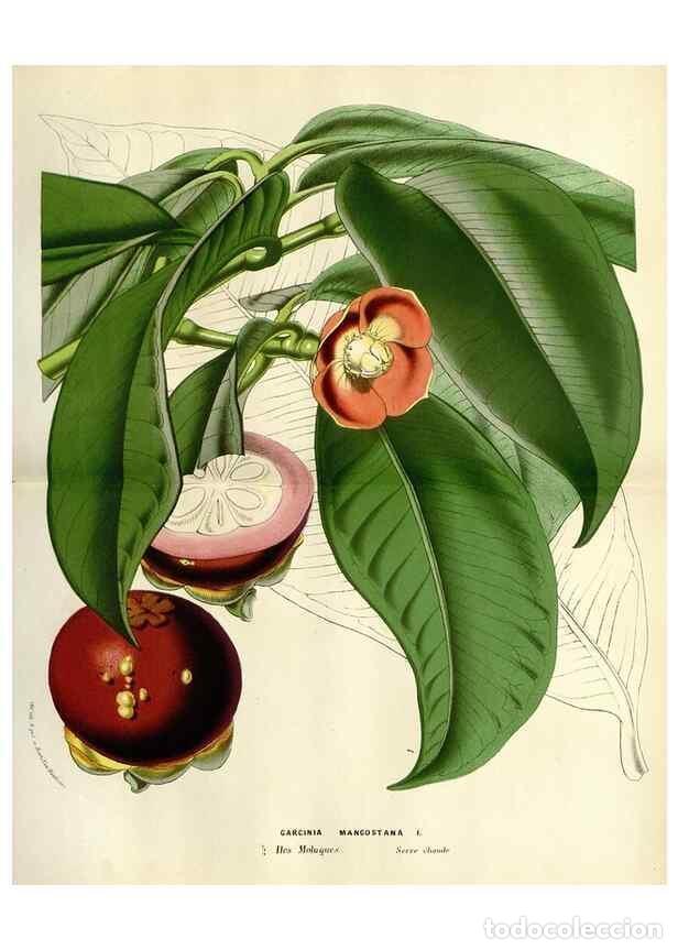 Collezionismo di Riviste e Giornali: Reproducci&oacute;n/Reproduction 49588378816: Flore des serres et des jardins de l'Europe. A Gand :chez Lou