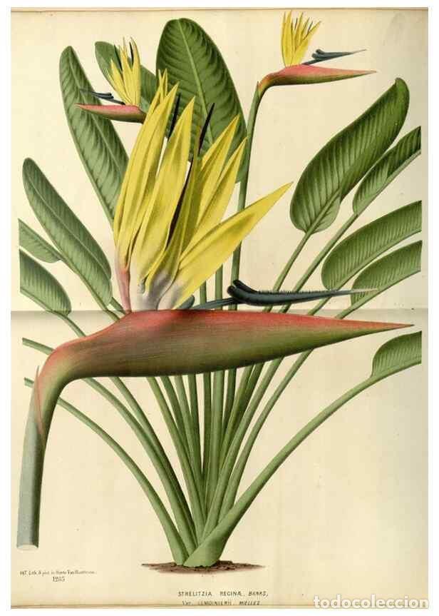 Collezionismo di Riviste e Giornali: Reproducci&oacute;n/Reproduction 49587915358: Flore des serres et des jardins de l'Europe. A Gand :chez Lou