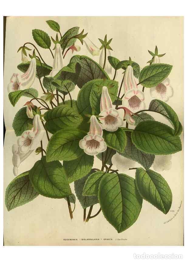 Collezionismo di Riviste e Giornali: Reproducci&oacute;n/Reproduction 49588873232: Flore des serres et des jardins de l'Europe. A Gand :chez Lou