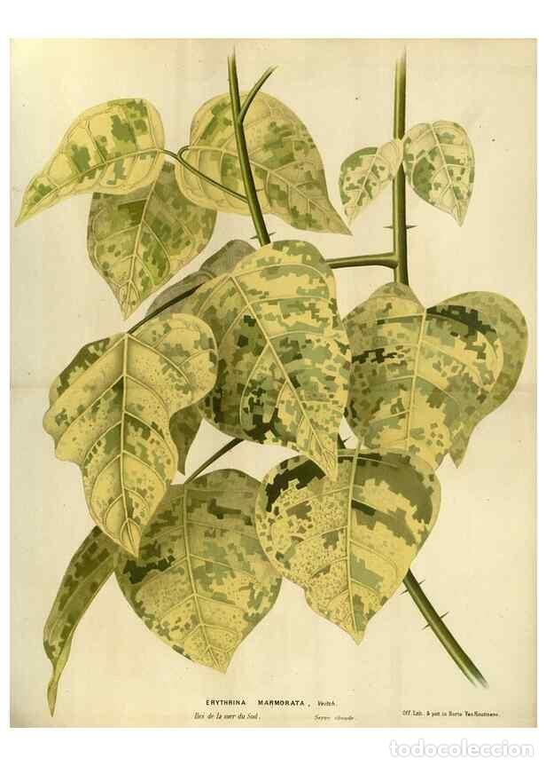 Collezionismo di Riviste e Giornali: Reproducci&oacute;n/Reproduction 49588128603: Flore des serres et des jardins de l'Europe. A Gand :chez Lou