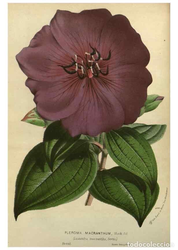 Collezionismo di Riviste e Giornali: Reproducci&oacute;n/Reproduction 49588137968: Flore des serres et des jardins de l'Europe. A Gand :chez Lou