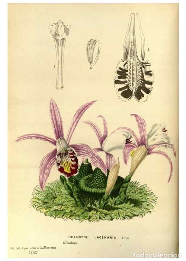 Collezionismo di Riviste e Giornali: Reproducci&oacute;n/Reproduction 49588130318: Flore des serres et des jardins de l'Europe. A Gand :chez Lou