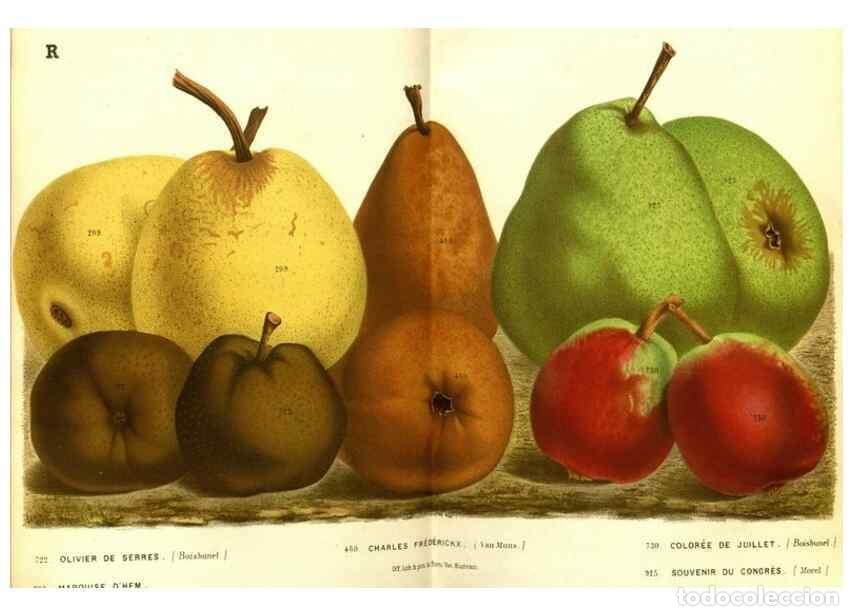 Collezionismo di Riviste e Giornali: Reproducci&oacute;n/Reproduction 49587631408: Flore des serres et des jardins de l'Europe. A Gand :chez Lou