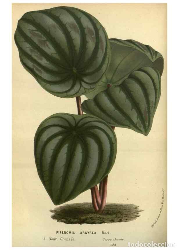 Collezionismo di Riviste e Giornali: Reproducci&oacute;n/Reproduction 49588875397: Flore des serres et des jardins de l'Europe. A Gand :chez Lou