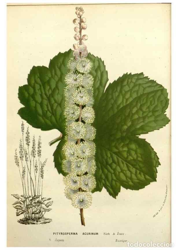 Collezionismo di Riviste e Giornali: Reproducci&oacute;n/Reproduction 49588379501: Flore des serres et des jardins de l'Europe. A Gand :chez Lou