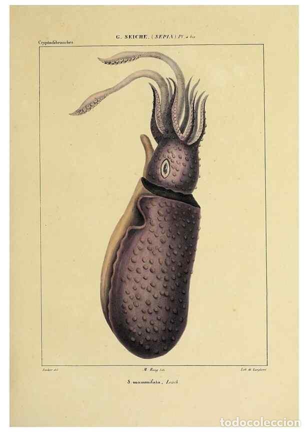 Collection Magazines and Newspapers: Reproducci&oacute;n/Reproduction 49435146277: Histoire naturelle, g&eacute;n&eacute;rale et particuli&egrave;re des c&eacute;phalopodes