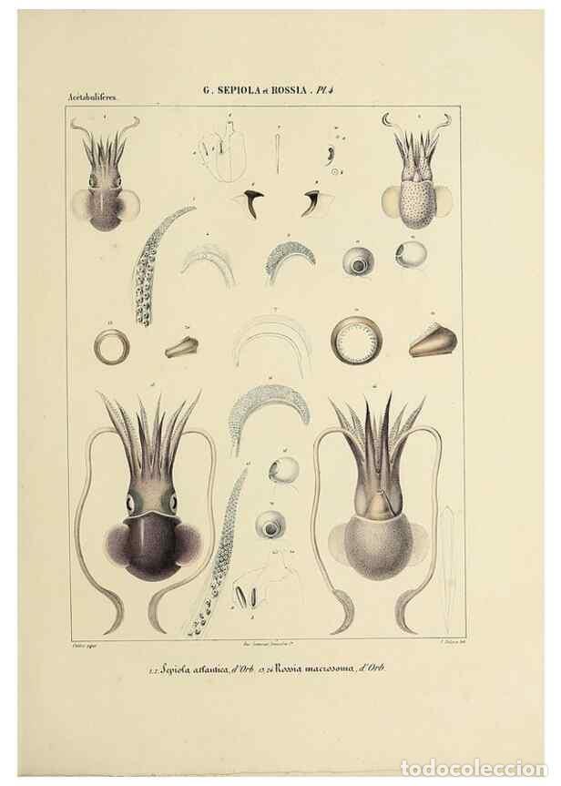 Collection Magazines and Newspapers: Reproducci&oacute;n/Reproduction 49434921541: Histoire naturelle, g&eacute;n&eacute;rale et particuli&egrave;re des c&eacute;phalopodes