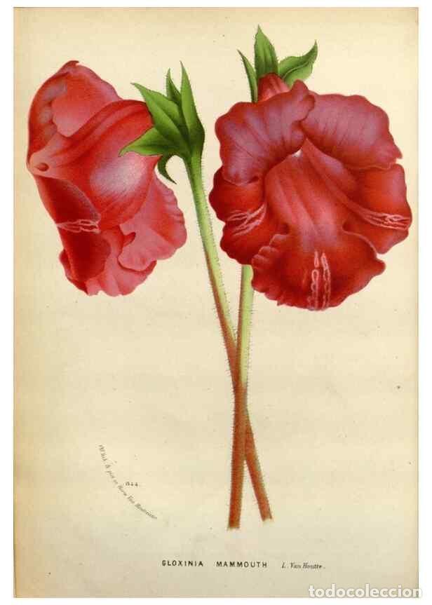 Collection Magazines and Newspapers: Reproducci&oacute;n/Reproduction 49588614812: Flore des serres et des jardins de l'Europe. A Gand :chez Lou