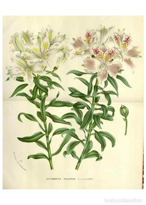 Collection Magazines and Newspapers: Reproducci&oacute;n/Reproduction 49588606612: Flore des serres et des jardins de l'Europe. A Gand :chez Lou