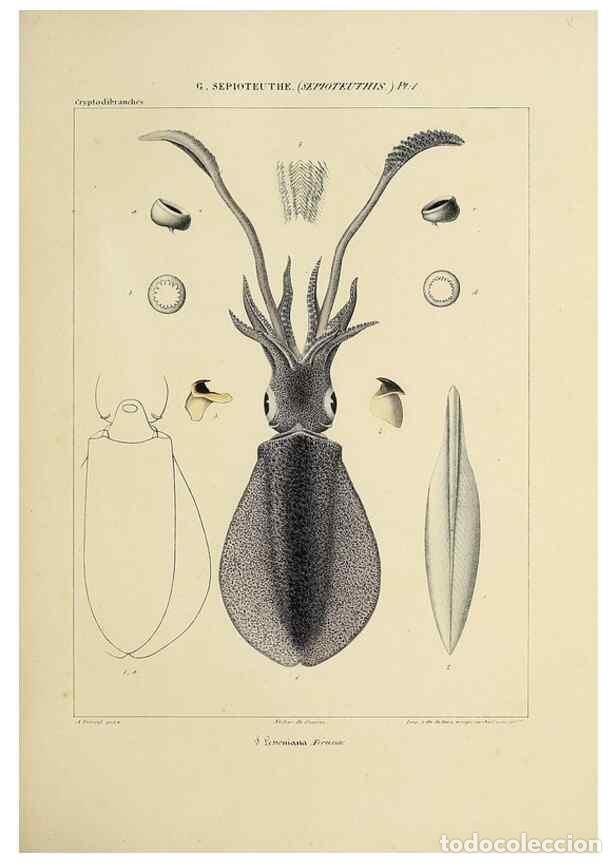 Collection Magazines and Newspapers: Reproducci&oacute;n/Reproduction 49434933096: Histoire naturelle, g&eacute;n&eacute;rale et particuli&egrave;re des c&eacute;phalopodes