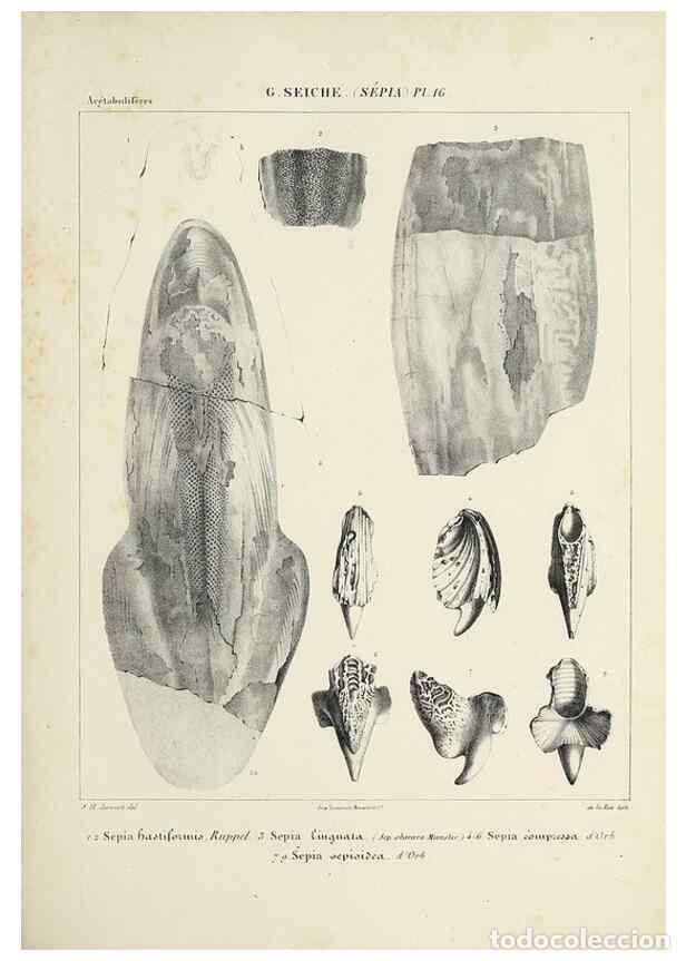 Collection Magazines and Newspapers: Reproducci&oacute;n/Reproduction 49434928681: Histoire naturelle, g&eacute;n&eacute;rale et particuli&egrave;re des c&eacute;phalopodes