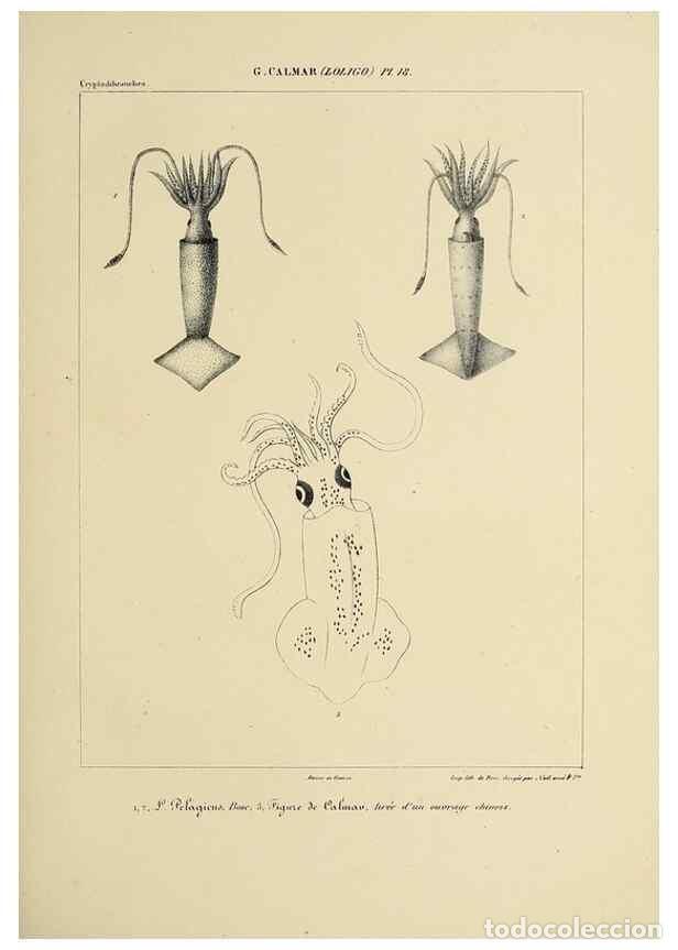 Collection Magazines and Newspapers: Reproducci&oacute;n/Reproduction 49435164057: Histoire naturelle, g&eacute;n&eacute;rale et particuli&egrave;re des c&eacute;phalopodes