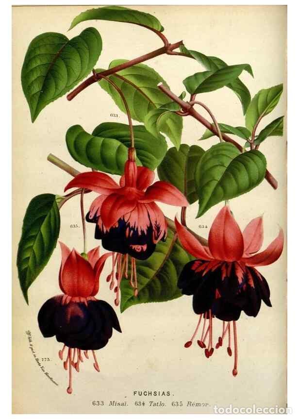 Collection Magazines and Newspapers: Reproducci&oacute;n/Reproduction 49588363196: Flore des serres et des jardins de l'Europe. A Gand :chez Lou