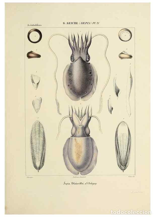 Collection Magazines and Newspapers: Reproducci&oacute;n/Reproduction 49434456218: Histoire naturelle, g&eacute;n&eacute;rale et particuli&egrave;re des c&eacute;phalopodes