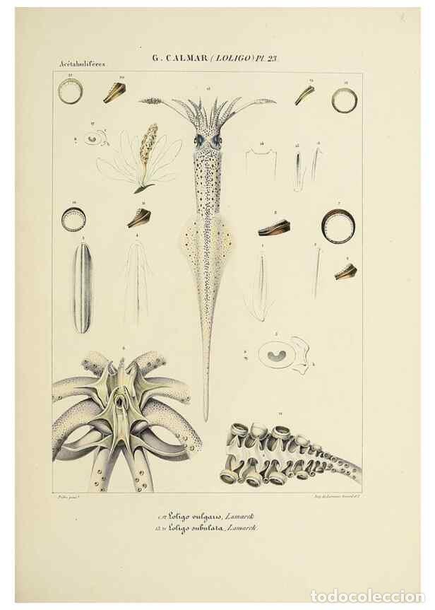 Collection Magazines and Newspapers: Reproducci&oacute;n/Reproduction 49434469258: Histoire naturelle, g&eacute;n&eacute;rale et particuli&egrave;re des c&eacute;phalopodes