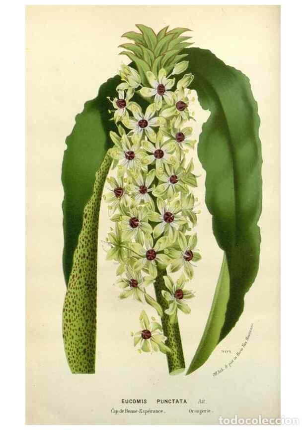 Collection Magazines and Newspapers: Reproducci&oacute;n/Reproduction 49587872543: Flore des serres et des jardins de l'Europe. A Gand :chez Lou