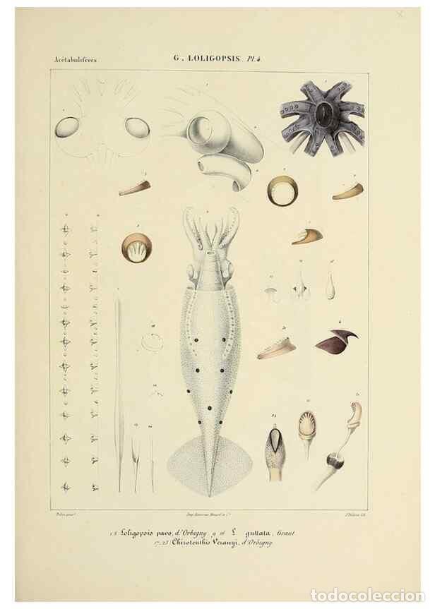 Collection Magazines and Newspapers: Reproducci&oacute;n/Reproduction 49435167442: Histoire naturelle, g&eacute;n&eacute;rale et particuli&egrave;re des c&eacute;phalopodes