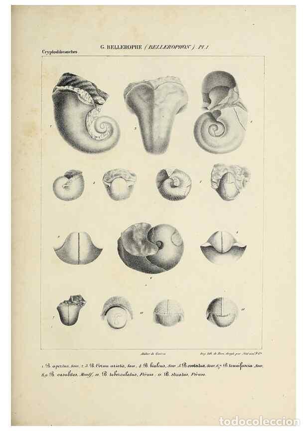 Collection Magazines and Newspapers: Reproducci&oacute;n/Reproduction 49435139827: Histoire naturelle, g&eacute;n&eacute;rale et particuli&egrave;re des c&eacute;phalopodes