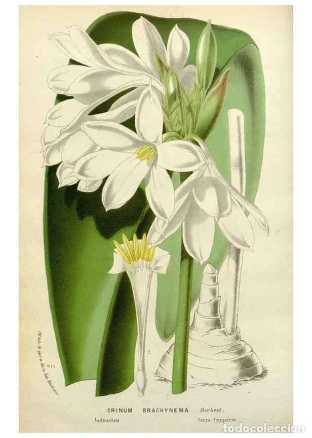 Collection Magazines and Newspapers: Reproducci&oacute;n/Reproduction 49588363641: Flore des serres et des jardins de l'Europe. A Gand :chez Lou