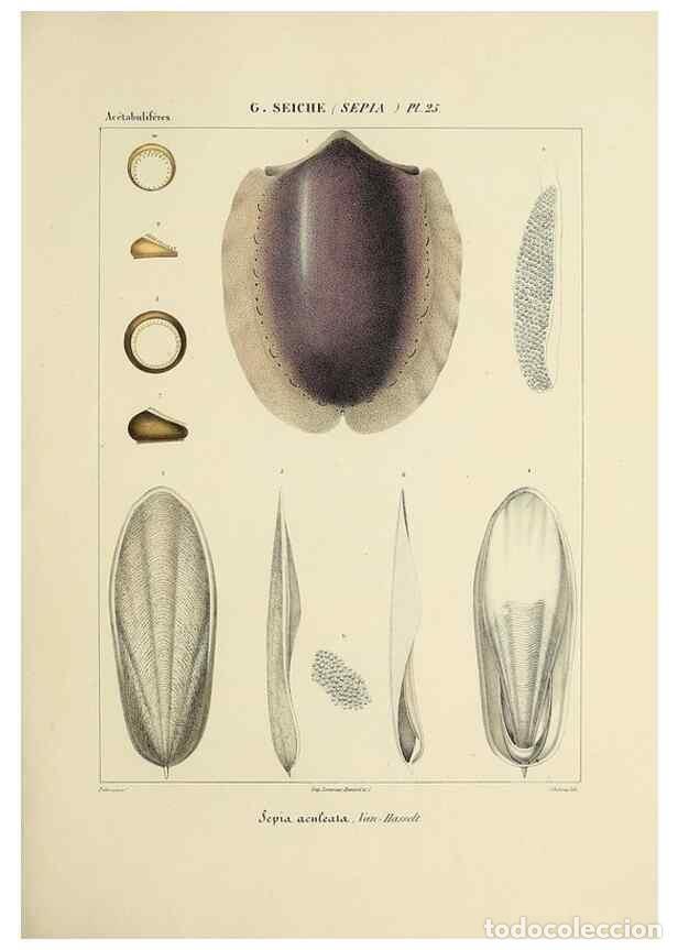 Collection Magazines and Newspapers: Reproducci&oacute;n/Reproduction 49434931981: Histoire naturelle, g&eacute;n&eacute;rale et particuli&egrave;re des c&eacute;phalopodes