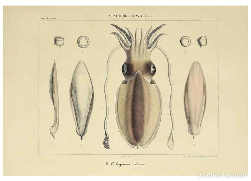 Collection Magazines and Newspapers: Reproducci&oacute;n/Reproduction 49434924351: Histoire naturelle, g&eacute;n&eacute;rale et particuli&egrave;re des c&eacute;phalopodes