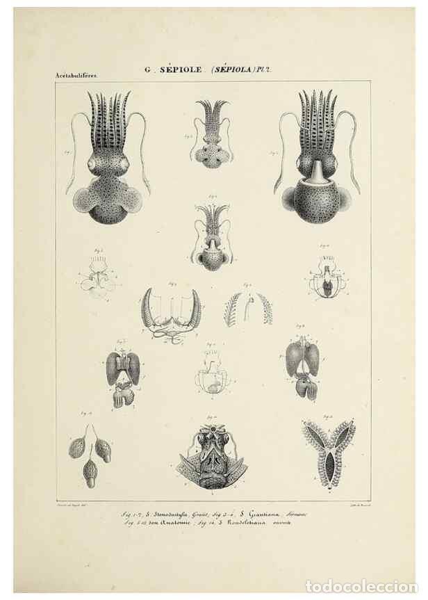 Collection Magazines and Newspapers: Reproducci&oacute;n/Reproduction 49434920921: Histoire naturelle, g&eacute;n&eacute;rale et particuli&egrave;re des c&eacute;phalopodes