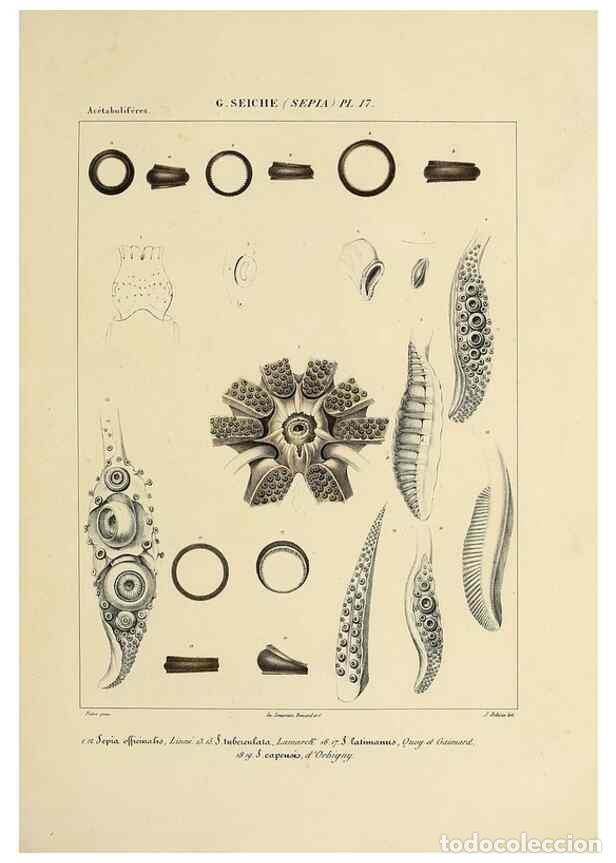 Collection Magazines and Newspapers: Reproducci&oacute;n/Reproduction 49434454948: Histoire naturelle, g&eacute;n&eacute;rale et particuli&egrave;re des c&eacute;phalopodes