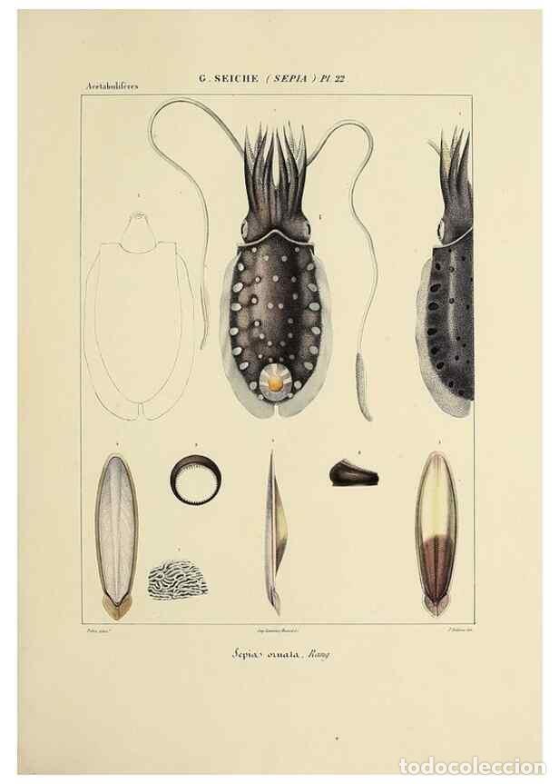 Collection Magazines and Newspapers: Reproducci&oacute;n/Reproduction 49434930831: Histoire naturelle, g&eacute;n&eacute;rale et particuli&egrave;re des c&eacute;phalopodes