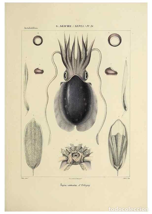 Collection Magazines and Newspapers: Reproducci&oacute;n/Reproduction 49434932286: Histoire naturelle, g&eacute;n&eacute;rale et particuli&egrave;re des c&eacute;phalopodes