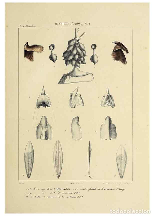 Collection Magazines and Newspapers: Reproducci&oacute;n/Reproduction 49434448733: Histoire naturelle, g&eacute;n&eacute;rale et particuli&egrave;re des c&eacute;phalopodes