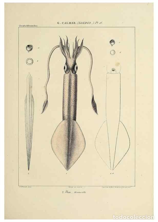 Collection Magazines and Newspapers: Reproducci&oacute;n/Reproduction 49434941051: Histoire naturelle, g&eacute;n&eacute;rale et particuli&egrave;re des c&eacute;phalopodes