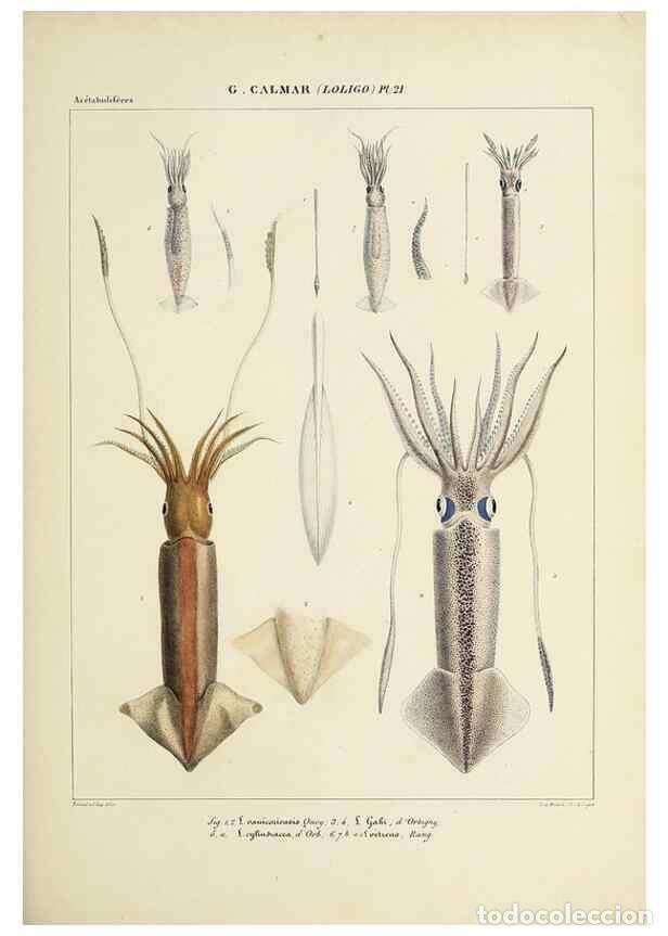 Collection Magazines and Newspapers: Reproducci&oacute;n/Reproduction 49434942871: Histoire naturelle, g&eacute;n&eacute;rale et particuli&egrave;re des c&eacute;phalopodes