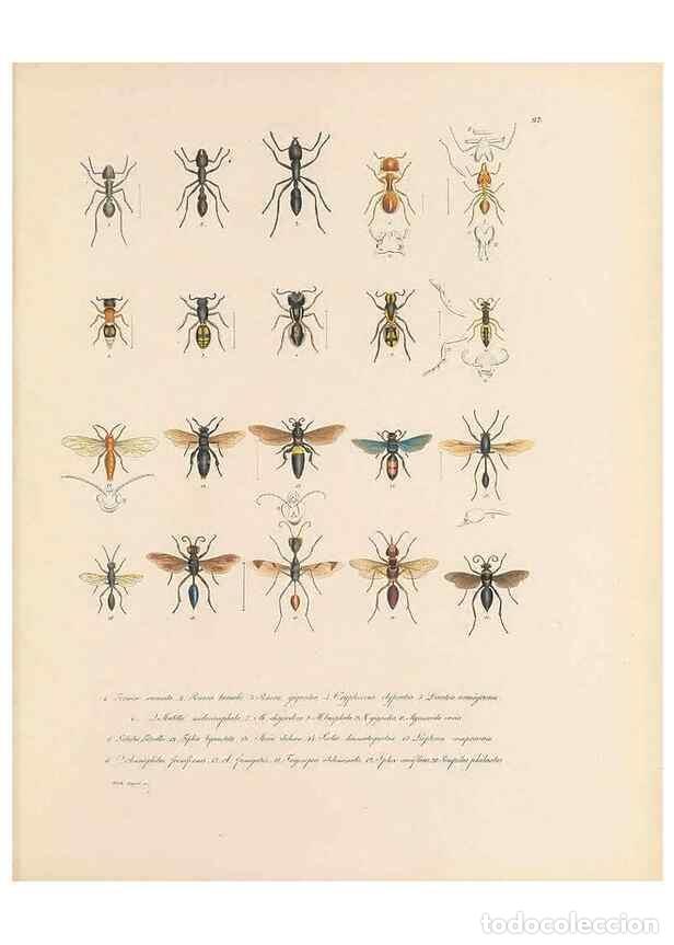 Collection Magazines and Newspapers: Reproducci&oacute;n/Reproduction 49431530932: Delectus animalium articulatorum :. Monachii :Impensis Editor