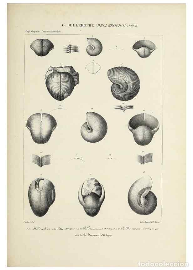 Collection Magazines and Newspapers: Reproducci&oacute;n/Reproduction 49434918106: Histoire naturelle, g&eacute;n&eacute;rale et particuli&egrave;re des c&eacute;phalopodes