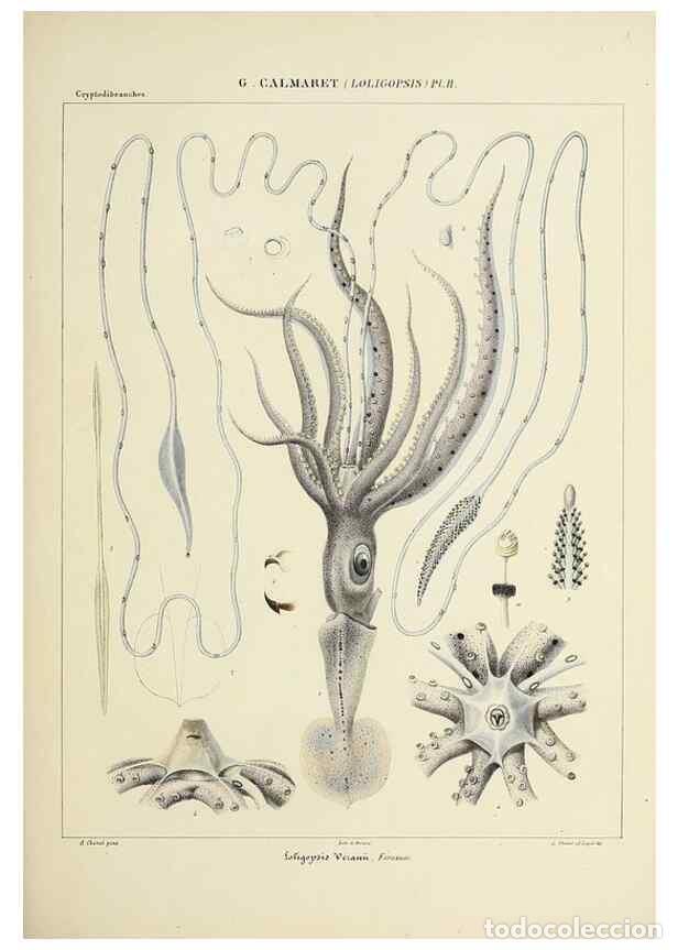 Collection Magazines and Newspapers: Reproducci&oacute;n/Reproduction 49434470248: Histoire naturelle, g&eacute;n&eacute;rale et particuli&egrave;re des c&eacute;phalopodes