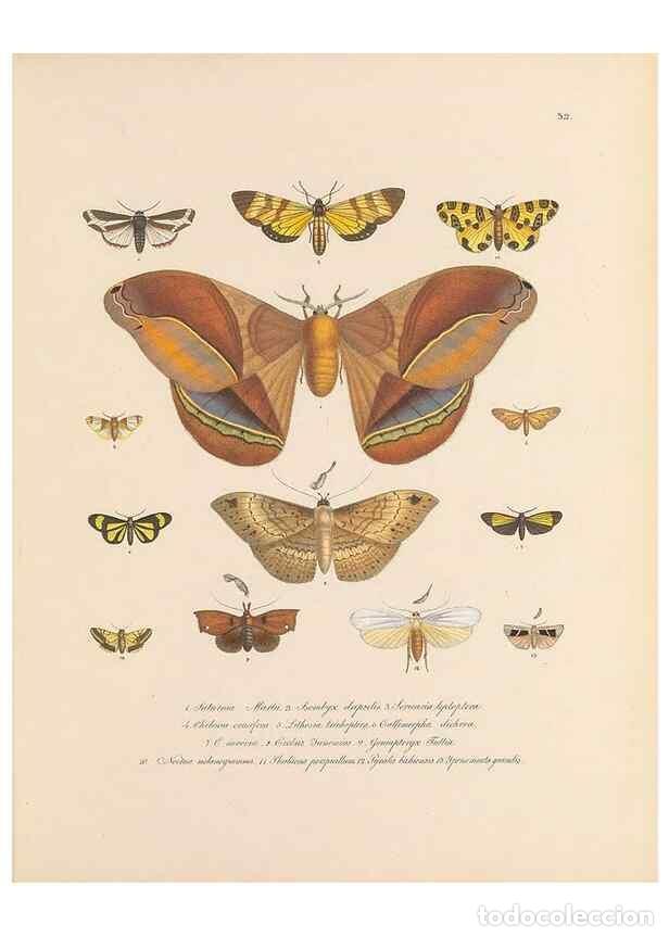 Collection Magazines and Newspapers: Reproducci&oacute;n/Reproduction 49431532352: Delectus animalium articulatorum :. Monachii :Impensis Editor