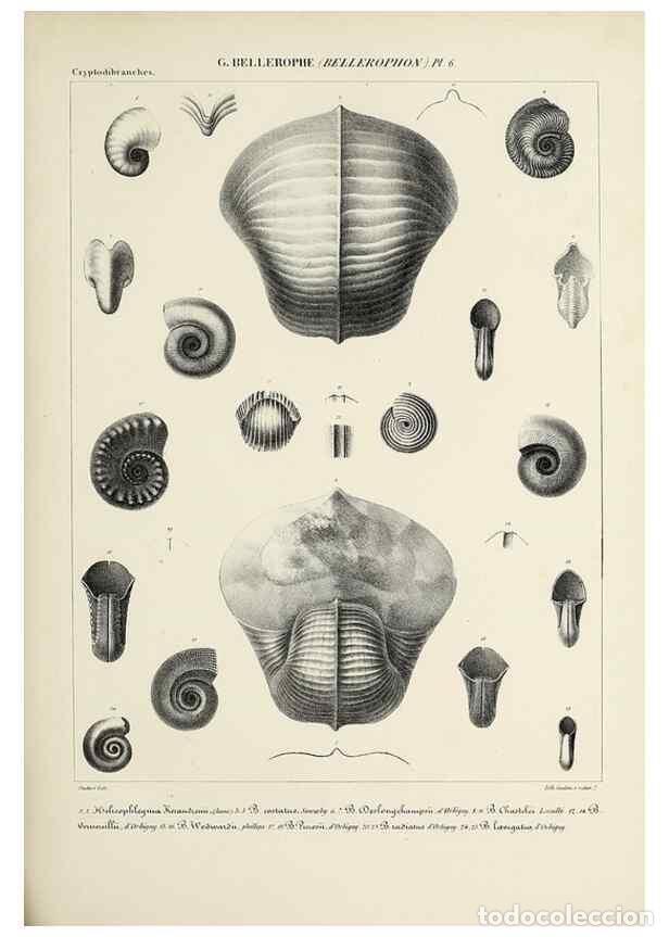 Collection Magazines and Newspapers: Reproducci&oacute;n/Reproduction 49435141577: Histoire naturelle, g&eacute;n&eacute;rale et particuli&egrave;re des c&eacute;phalopodes