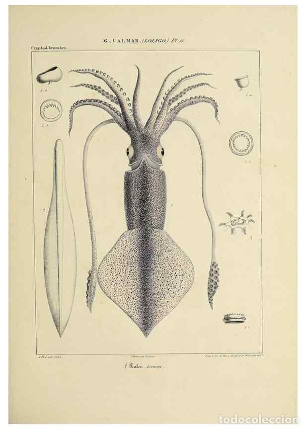 Collection Magazines and Newspapers: Reproducci&oacute;n/Reproduction 49434939366: Histoire naturelle, g&eacute;n&eacute;rale et particuli&egrave;re des c&eacute;phalopodes