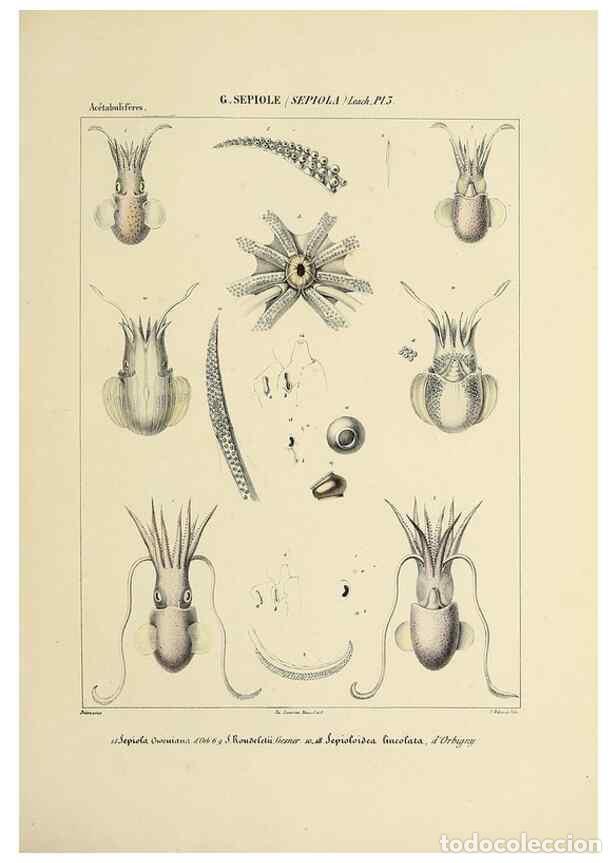 Collection Magazines and Newspapers: Reproducci&oacute;n/Reproduction 49434921206: Histoire naturelle, g&eacute;n&eacute;rale et particuli&egrave;re des c&eacute;phalopodes